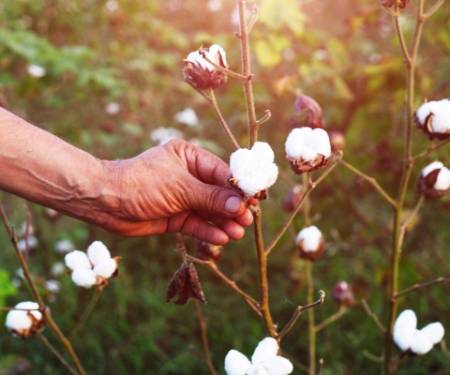 皇冠信用盘结算日是哪天_棉花期货的交易时间是哪天皇冠信用盘结算日是哪天?有夜盘吗?