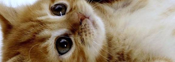 皇冠信用网怎么弄_猫弄到苍蝇粘怎么弄干净皇冠信用网怎么弄?