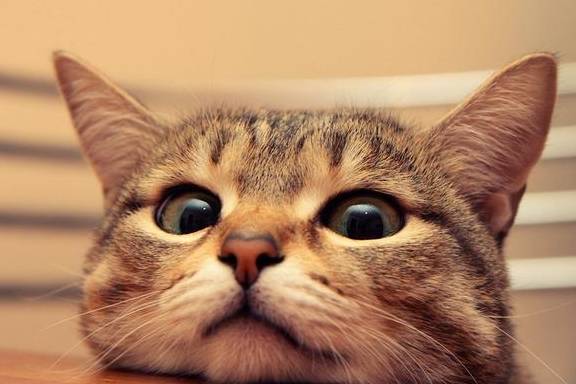 皇冠信用网怎么弄_猫弄到苍蝇粘怎么弄干净皇冠信用网怎么弄?