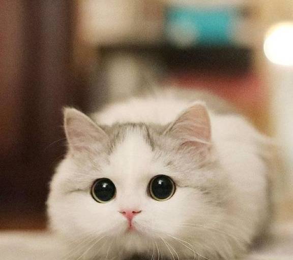 皇冠信用网怎么弄_猫弄到苍蝇粘怎么弄干净皇冠信用网怎么弄?