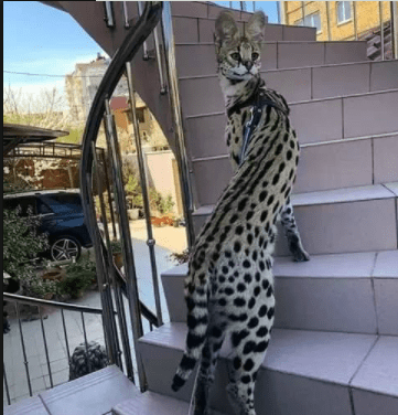 皇冠信用盘怎么弄_搞笑gif:如果不想起床上班皇冠信用盘怎么弄,可以开着床去啊