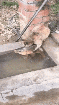 皇冠信用怎么弄_“宾馆卫生间的把手皇冠信用怎么弄,怎么用啊?”评论区又驾车了?哈哈哈