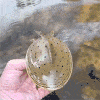 皇冠信用怎么弄_“宾馆卫生间的把手皇冠信用怎么弄,怎么用啊?”评论区又驾车了?哈哈哈