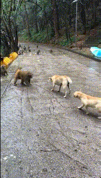 皇冠信用怎么弄_“宾馆卫生间的把手皇冠信用怎么弄,怎么用啊?”评论区又驾车了?哈哈哈