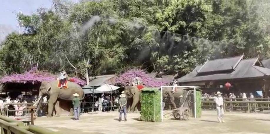 世界杯足球平台代理_用钉子象钩虐待亚洲象?环保组织发起首例公益诉讼世界杯足球平台代理,云南野象谷否认