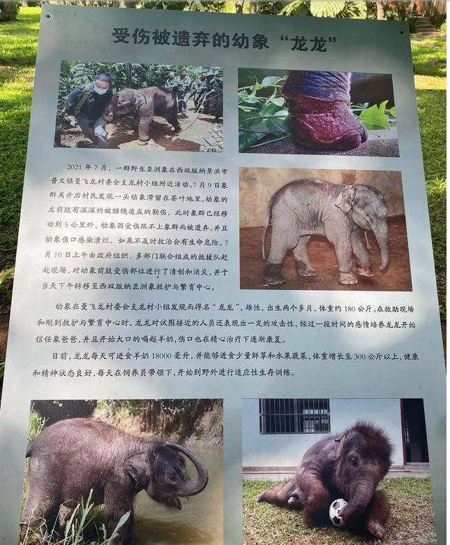 世界杯足球平台代理_用钉子象钩虐待亚洲象?环保组织发起首例公益诉讼世界杯足球平台代理,云南野象谷否认