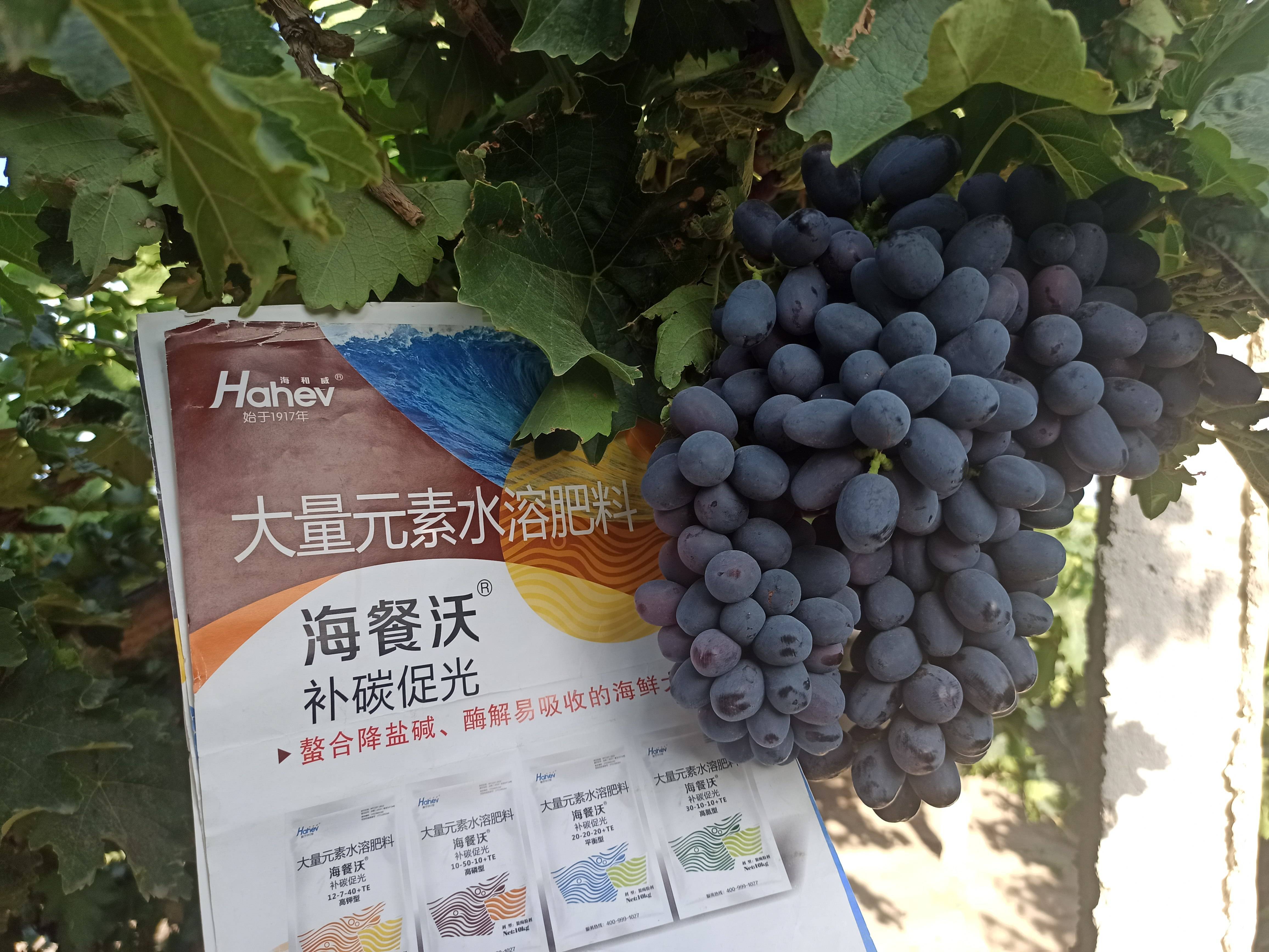 如何找当地皇冠代理_水溶肥品牌如何找当地皇冠代理,更多经销商选择它