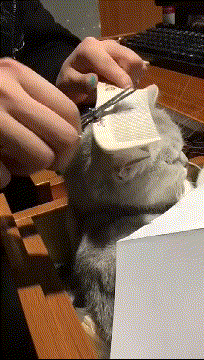 皇冠信用盘怎么弄_轻松一刻:用了这么久的表情包皇冠信用盘怎么弄,今天终于见到真人版了,哈哈哈