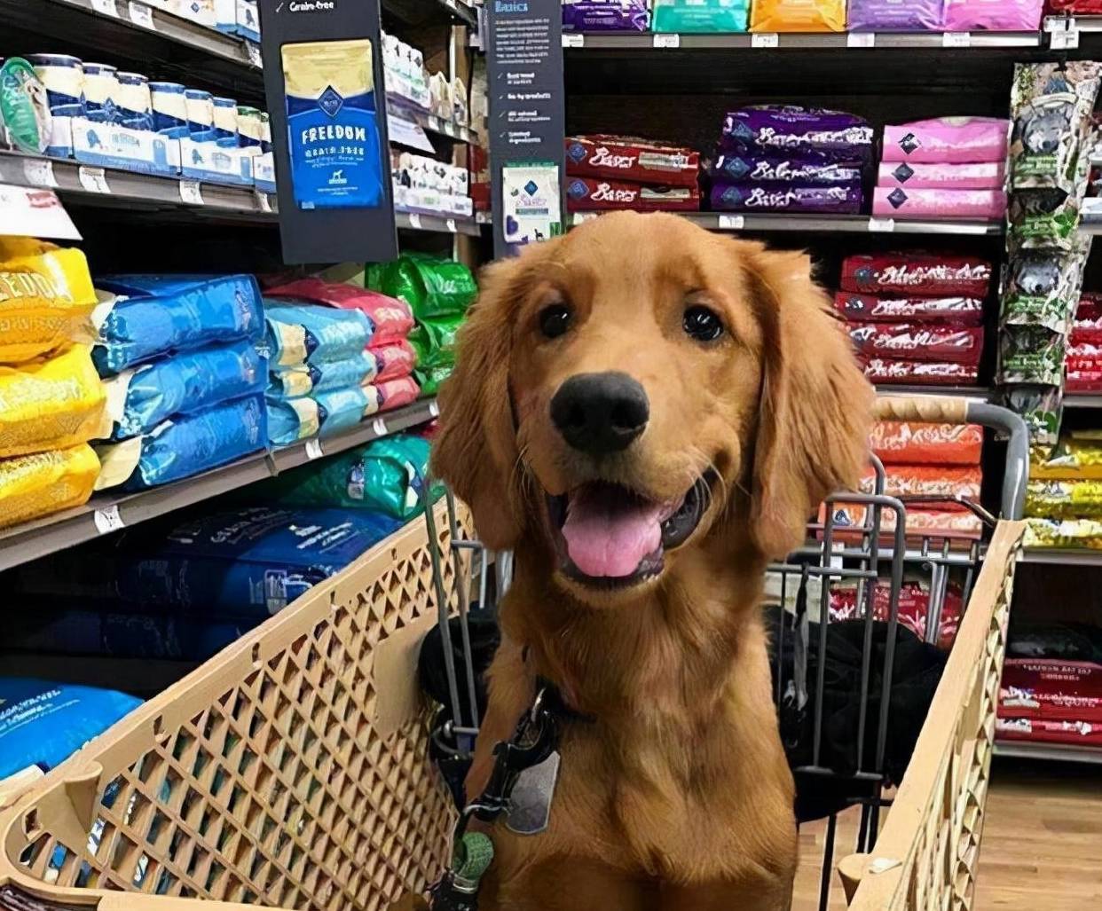 皇冠信用网去哪里弄_“养狗”和“不养狗”的人皇冠信用网去哪里弄,过的生活是不一样的