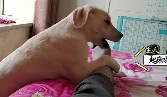 皇冠信用网去哪里弄_“养狗”和“不养狗”的人皇冠信用网去哪里弄,过的生活是不一样的