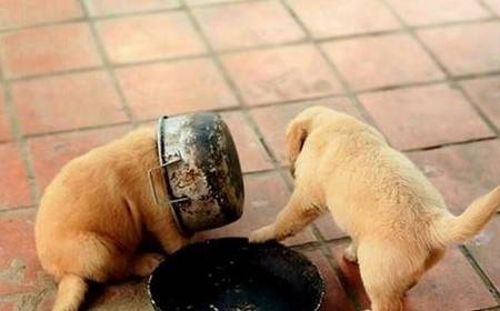 皇冠信用网去哪里弄_“养狗”和“不养狗”的人皇冠信用网去哪里弄,过的生活是不一样的