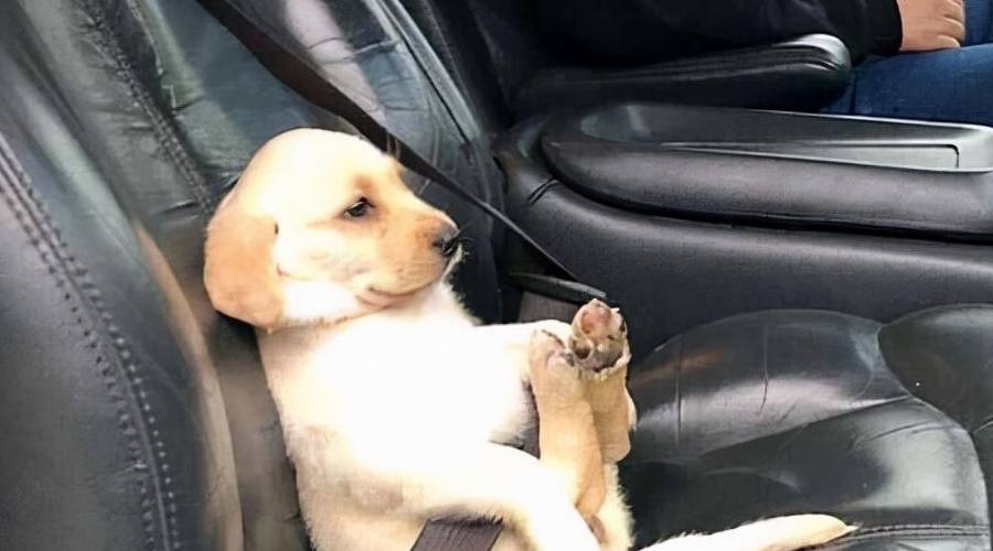 皇冠信用网去哪里弄_“养狗”和“不养狗”的人皇冠信用网去哪里弄,过的生活是不一样的