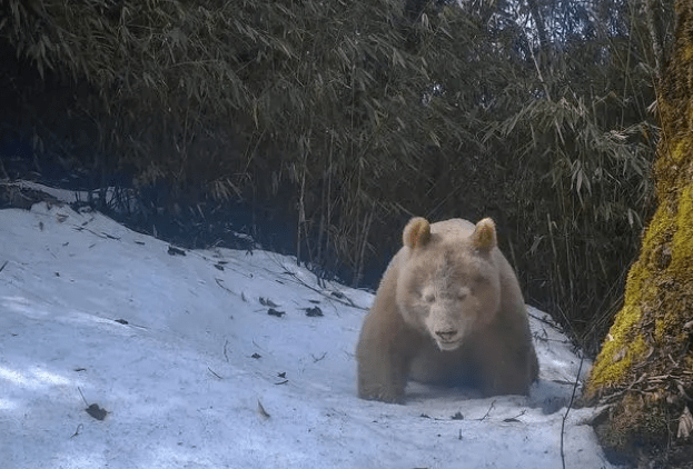 皇冠足球平台在哪里注册_你好西安 | 暴雨蓝色预警 / 永久关闭皇冠足球平台在哪里注册!