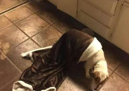 皇冠信用网去哪里弄_半夜醒来发现家里有黑影皇冠信用网去哪里弄,畏畏缩缩跟过去一看,差点笑喷!