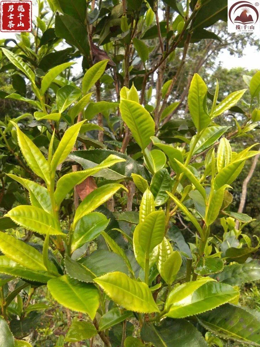 皇冠登1登2登3_六大古茶山之革登茶山(2)