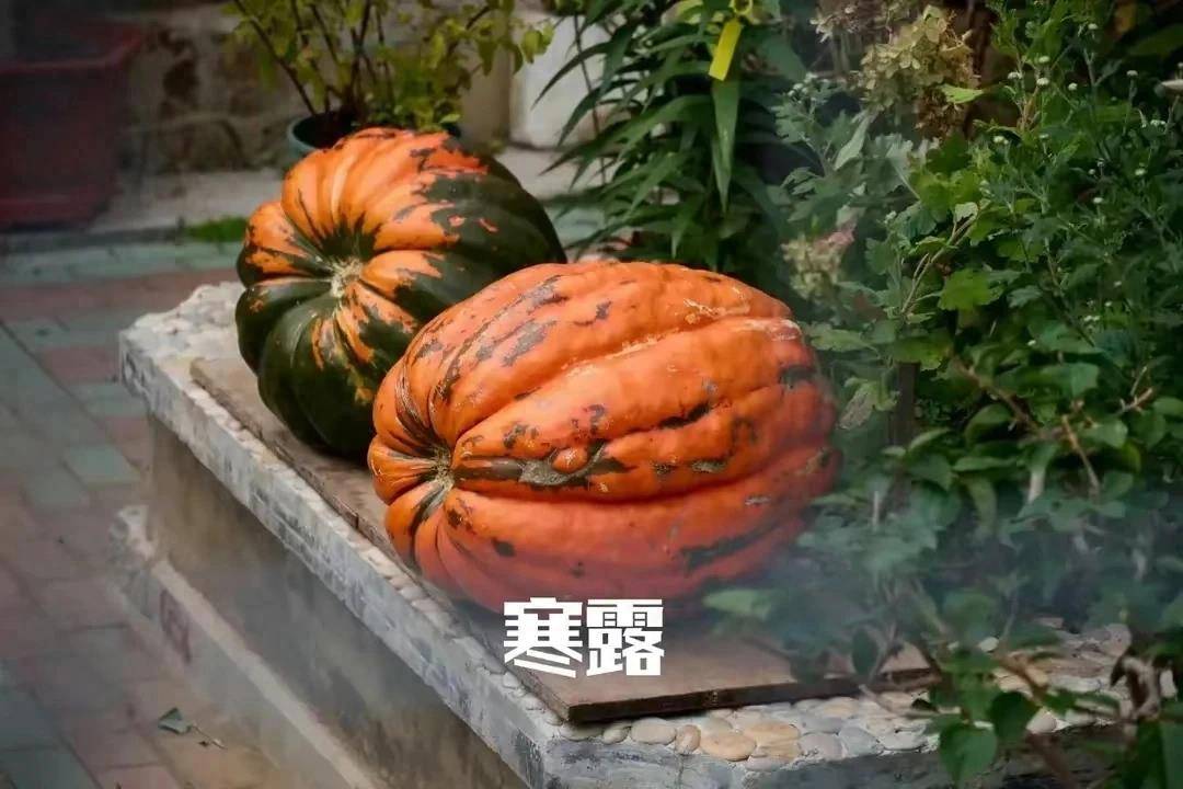 皇冠代理登1,2,3_寒露来临皇冠代理登1,2,3,提醒中老年:1少登,2不喝,吃3样,养足精力平安入冬