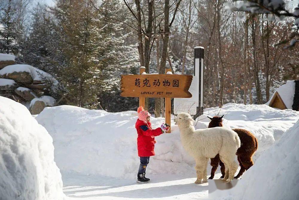 皇冠代理登1,2,3_【长白山温泉皇冠假日酒店】¥2299起抢3天2晚套餐皇冠代理登1,2,3,园景高级房1间2晚连住+次日2大1小自助早餐+聚龙火山温泉+3小时滑雪体验