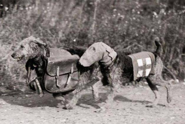 皇冠信用网登3_美国不愿提起的耻辱之战:5000精兵登岛牺牲300人皇冠信用网登3,对手只有3条狗