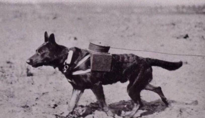 皇冠信用网登3_美国不愿提起的耻辱之战:5000精兵登岛牺牲300人皇冠信用网登3,对手只有3条狗