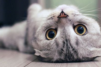 皇冠信用网怎么弄_猫毛怎么弄蓬松皇冠信用网怎么弄?