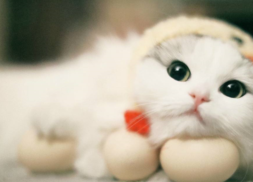 皇冠信用网怎么弄_猫毛怎么弄蓬松皇冠信用网怎么弄?