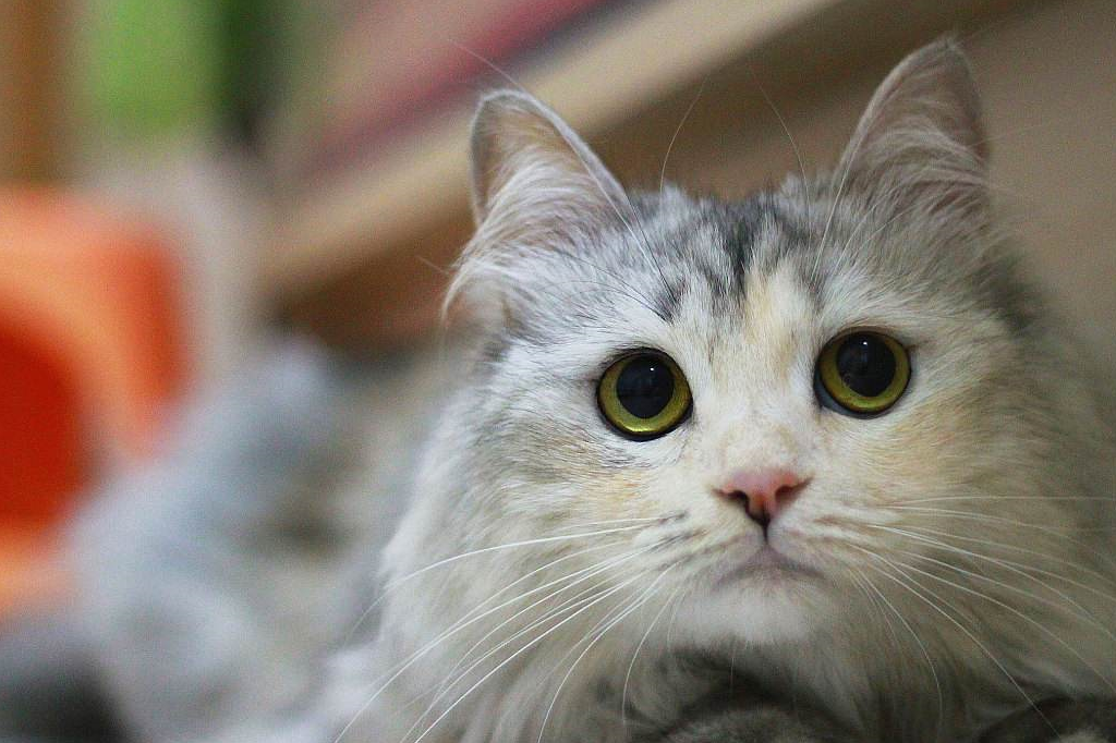 皇冠信用网怎么弄_猫毛怎么弄蓬松皇冠信用网怎么弄?