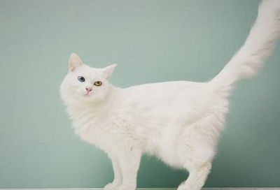 皇冠信用网怎么弄_猫毛怎么弄蓬松皇冠信用网怎么弄?