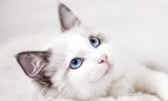 皇冠信用网怎么弄_猫毛怎么弄蓬松皇冠信用网怎么弄?