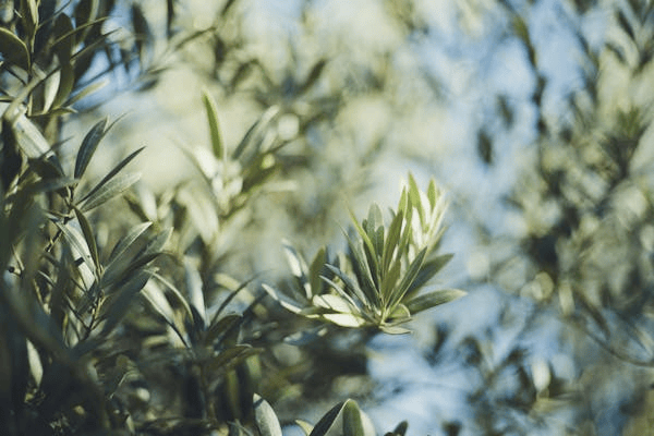 皇冠信用网在哪里开通_期权账户在哪里开通交易皇冠信用网在哪里开通?