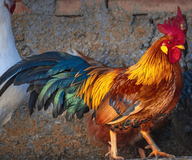 nba投注哪个网站好_短视频素材网站哪个网站好用nba投注哪个网站好?