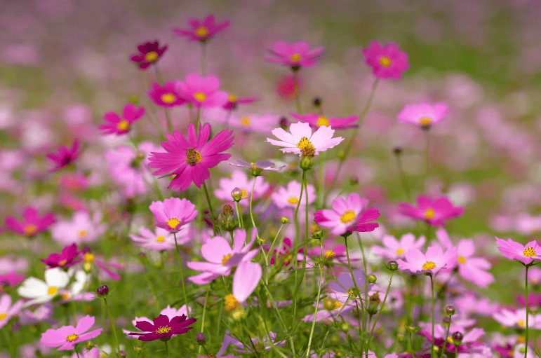 nba投注哪个网站好_短视频素材网站哪个网站好用nba投注哪个网站好?