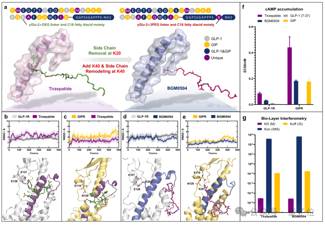 皇冠登3_中国AI制药成果登Nature子刊:分子模拟设计糖尿病药物皇冠登3,效果优化2-3倍