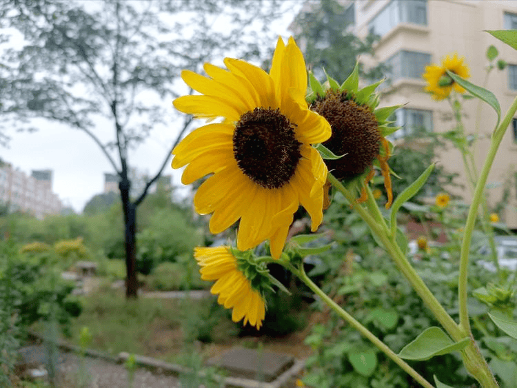 皇冠登一登二登三区别_满庭芳 登泰山(外二首)