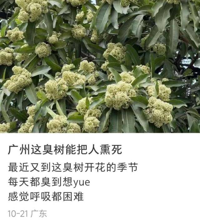 如何申请皇冠信用网_“臭到怀疑人生”!广东街头再次出现“风油精炒排骨”的味道如何申请皇冠信用网,到底是什么?