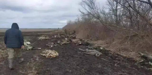 皇冠信用網需要押金吗_乌克兰军队又又又崩溃皇冠信用網需要押金吗,俄军即将逼近扎波罗热州界?