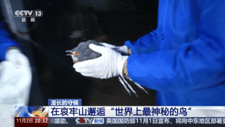 信用網怎么开户_全球仅千只信用網怎么开户!在哀牢山邂逅“世界上最神秘的鸟”