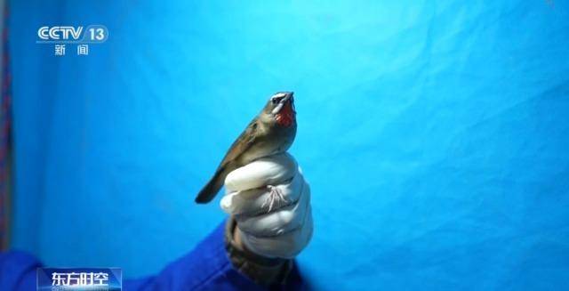 信用網怎么开户_全球仅千只信用網怎么开户!在哀牢山邂逅“世界上最神秘的鸟”