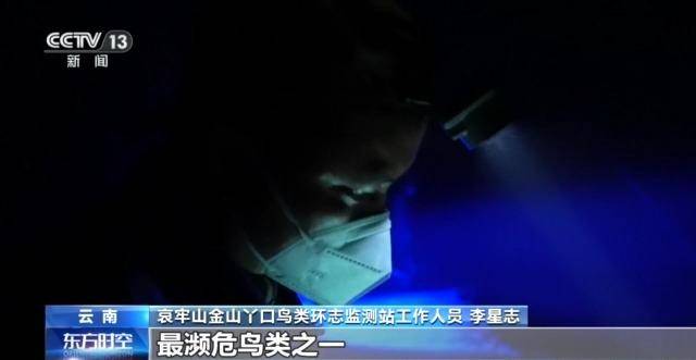 信用網怎么开户_全球仅千只信用網怎么开户!在哀牢山邂逅“世界上最神秘的鸟”