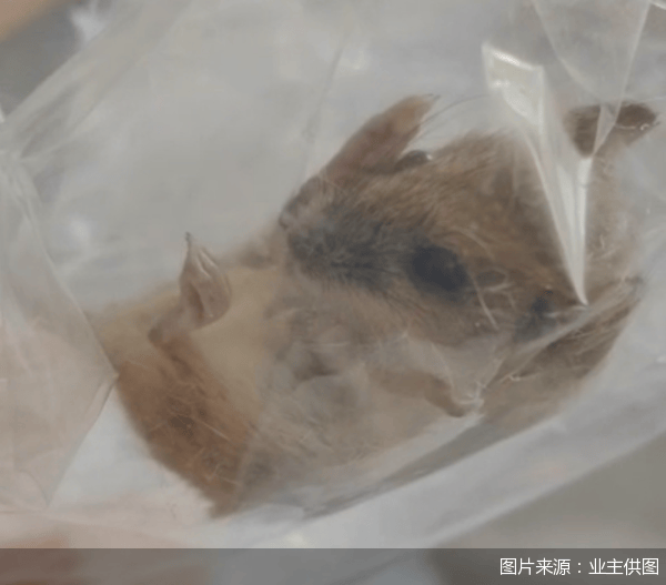 皇冠信用网在线注册_老鼠乱窜、直饮水发黄皇冠信用网在线注册,北京业主千万元买的和锦诚园居然是这样