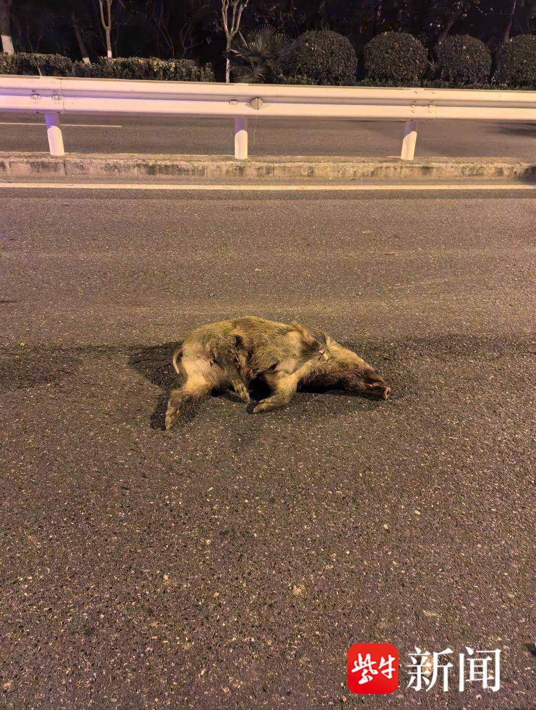 信用盘怎么开户_南京一市民晚上开车撞到野猪信用盘怎么开户,而且撞了两头!