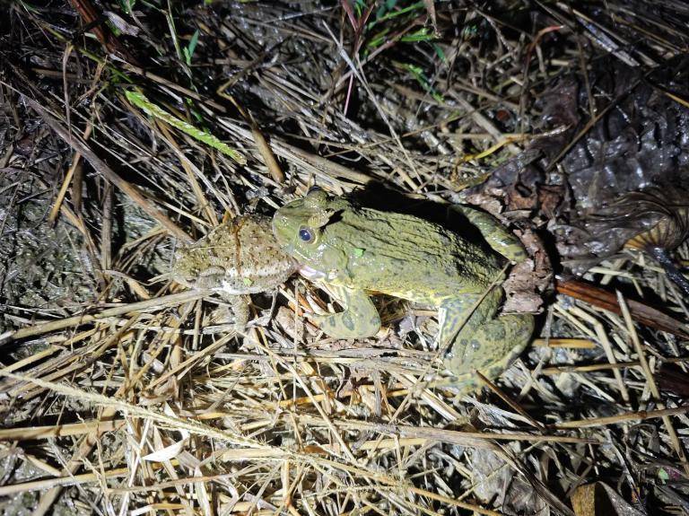 皇冠会员如何申请_曾经遍地的“田鸡”十几年看不到一只皇冠会员如何申请,国家二级保护动物正拼命回归