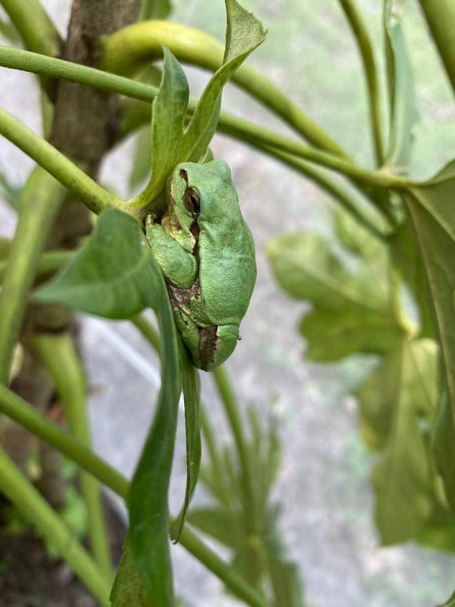 皇冠会员如何申请_曾经遍地的“田鸡”十几年看不到一只皇冠会员如何申请,国家二级保护动物正拼命回归