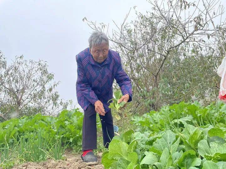 皇冠会员如何申请_合肥这对夫妻皇冠会员如何申请,年龄加起来204岁!长寿秘诀公开