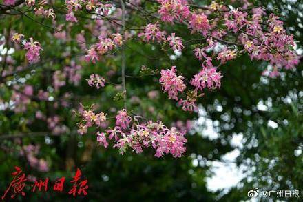 足球平台出租代理_冷空气明天凌晨到达广州市区足球平台出租代理,后天起转为晴冷