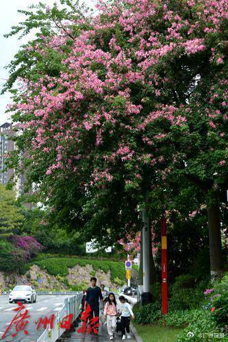 足球平台出租代理_冷空气明天凌晨到达广州市区足球平台出租代理,后天起转为晴冷
