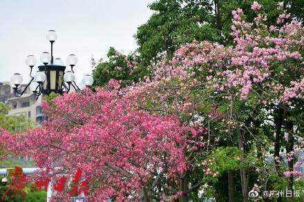 足球平台出租代理_冷空气明天凌晨到达广州市区足球平台出租代理,后天起转为晴冷
