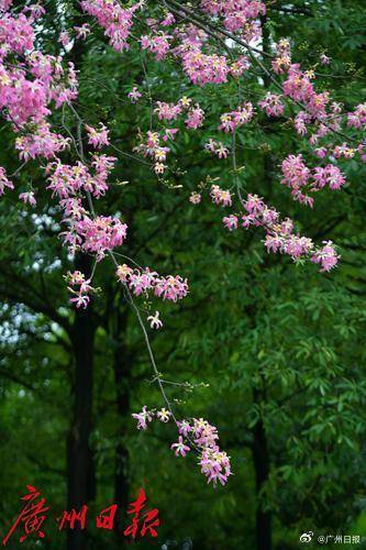 足球平台出租代理_冷空气明天凌晨到达广州市区足球平台出租代理,后天起转为晴冷