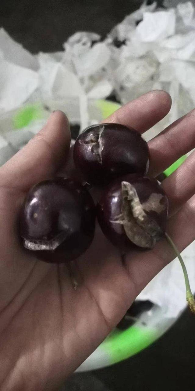 Authentic Crown Credit Network Agent_车厘子喂鸡惹争议 四川汉源果农回应:旧视频Authentic Crown Credit Network Agent,喂鸡的是“次果”