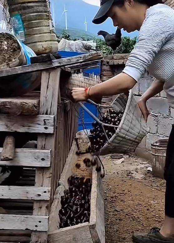 Authentic Crown Credit Network Agent_车厘子喂鸡惹争议 四川汉源果农回应:旧视频Authentic Crown Credit Network Agent,喂鸡的是“次果”