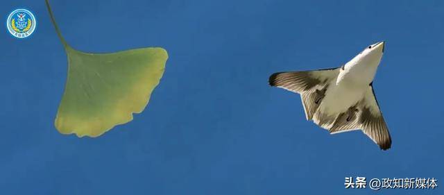 Genuine Crown Credit Website_东部战区元旦发布重磅视频:银杏叶、飞鸟图出镜